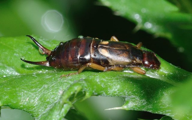 earwig