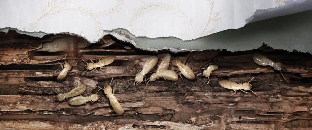 Termites Inside the Wall