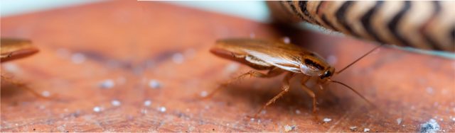 cockroach on the floor