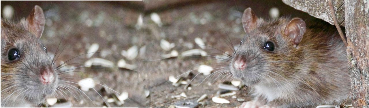 7 Ways Pests Are Taking the Sweat Equity Out of Your House | TrustTerminix