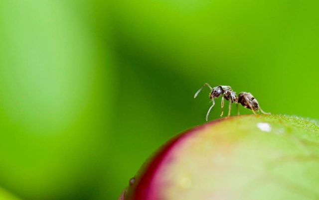 ant on a fruit