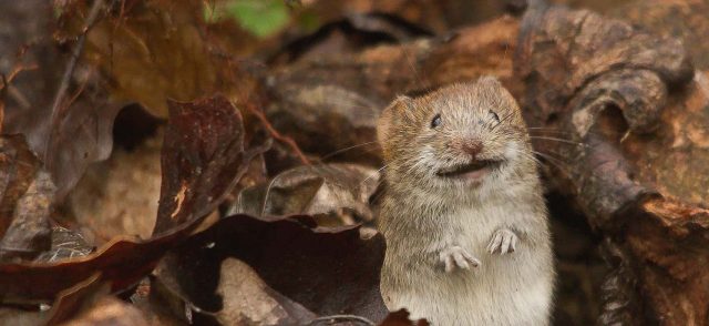 rodent standing on its back paws