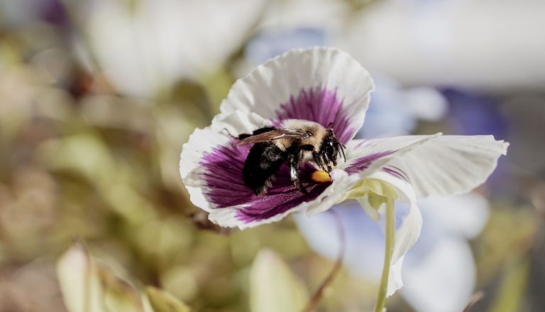 Terminix Insect Bee carpenter-bee | Terminix® Service, Inc. – Pest & Termite Control | Terminix