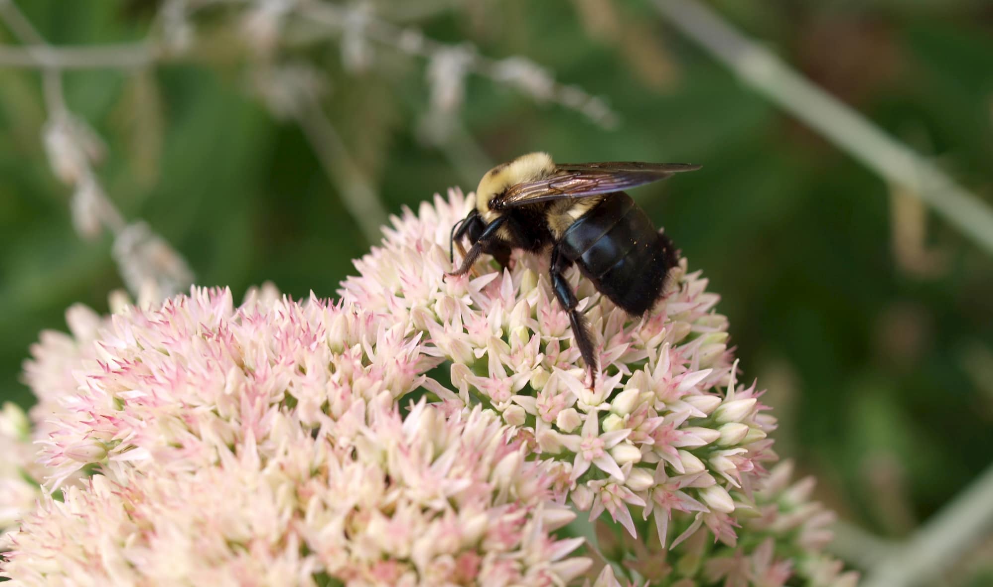 Terminix Insect Bee Carpenter Bee Control: Protecting Wood Structures | Terminix Service