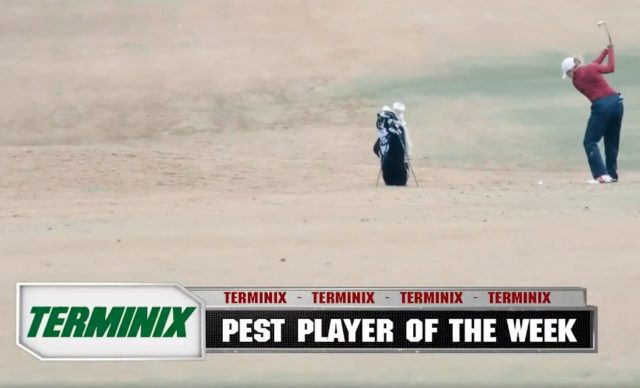 Pest Service of the week