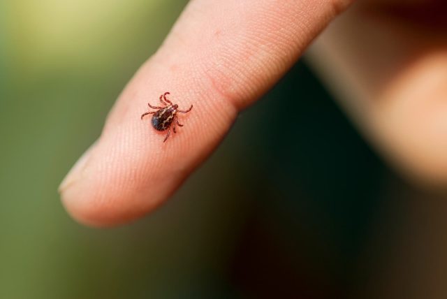 Tick Image