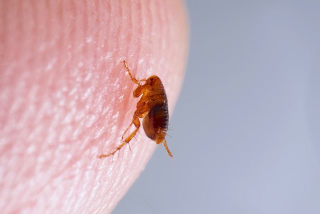 Image of fleas