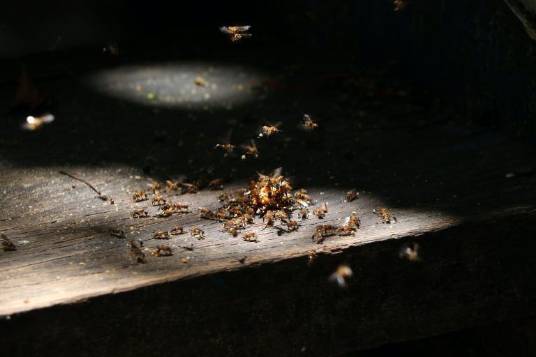 WoodEating Insects to Watch Out For Termites, Bees, Beetles