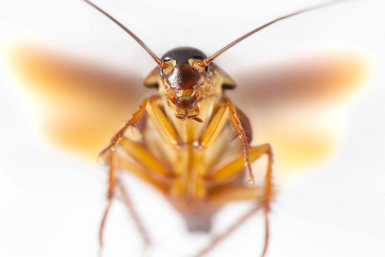 Flying Cockroaches in the Southeast: Creepy Crawlers Take Flight