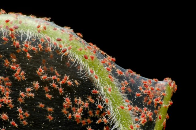 Red Spider Mite infestation.