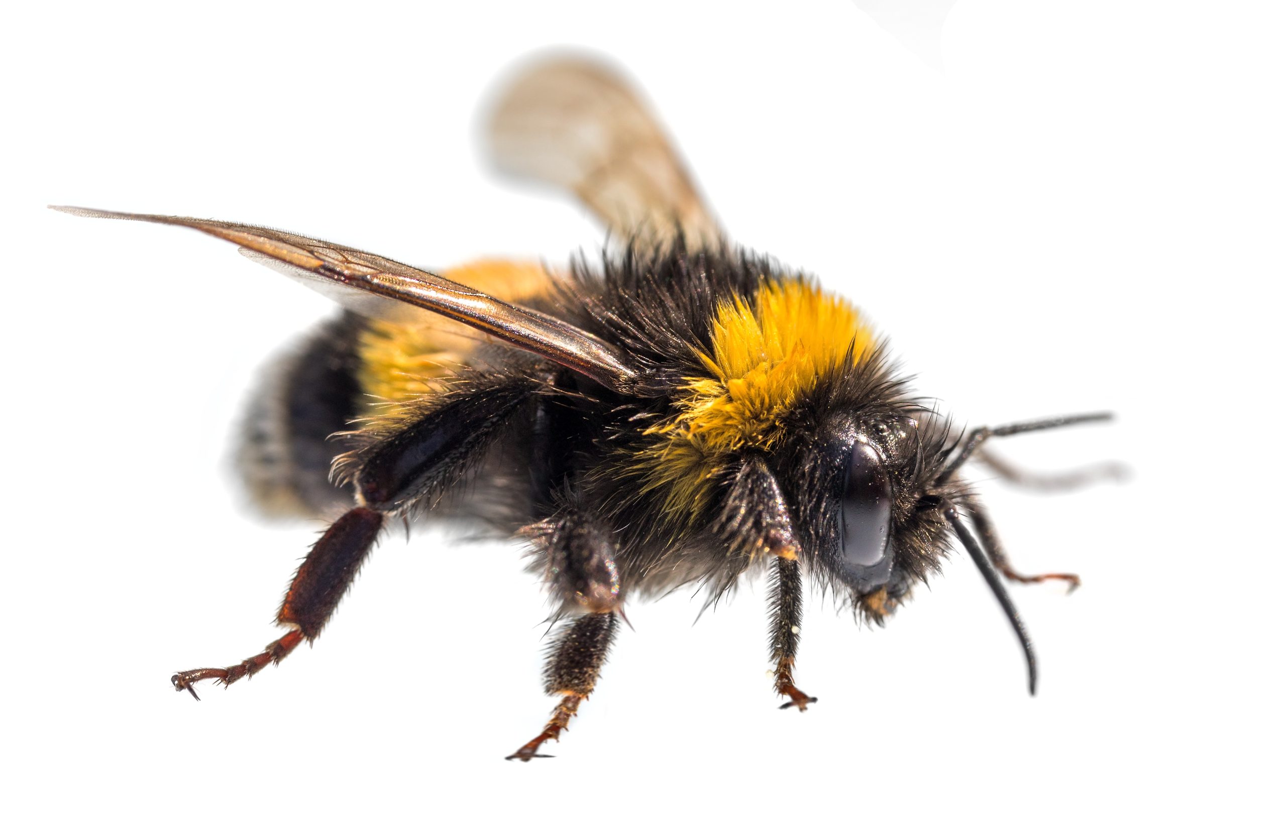 BumbleBee