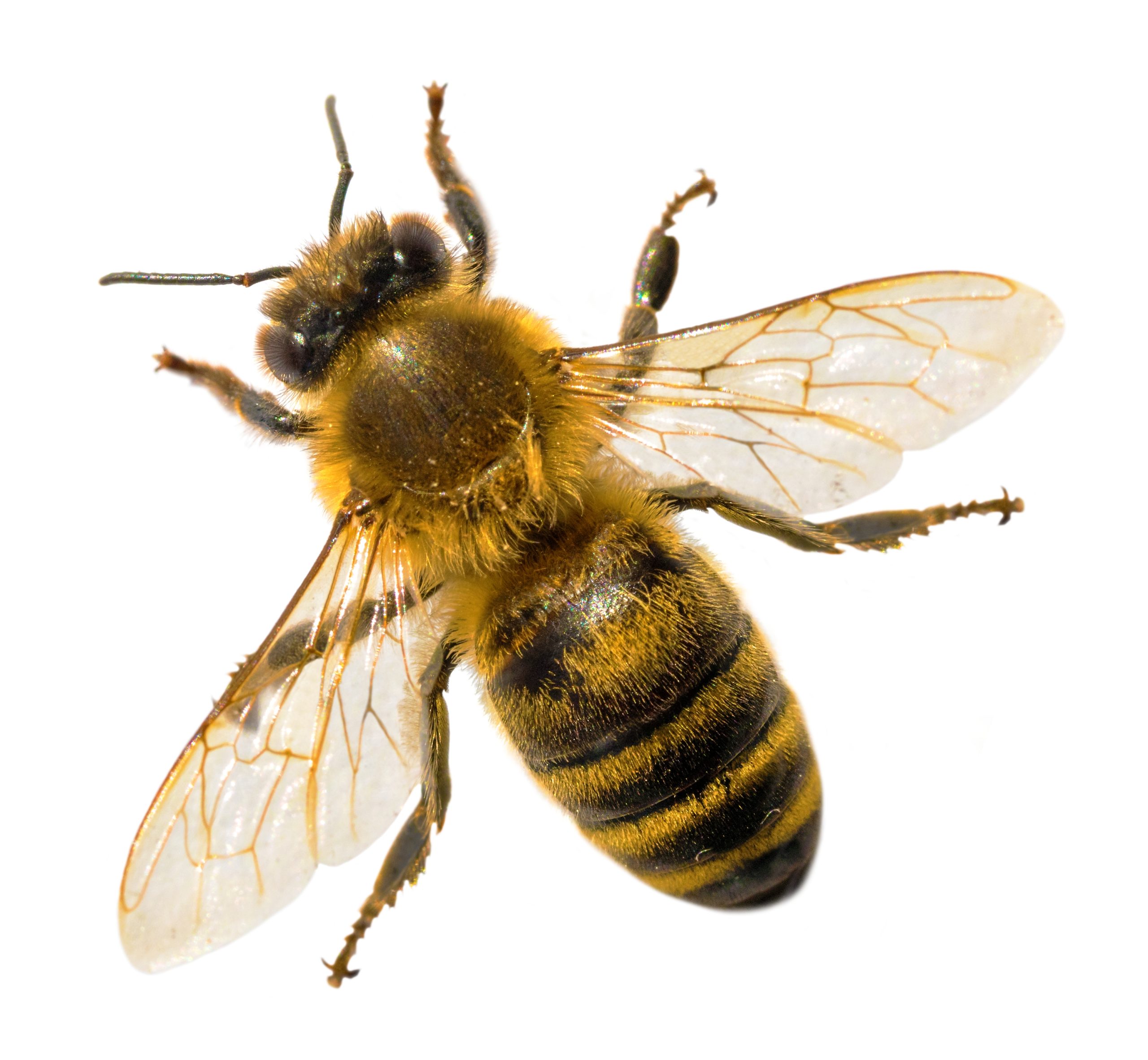 Honey Bee