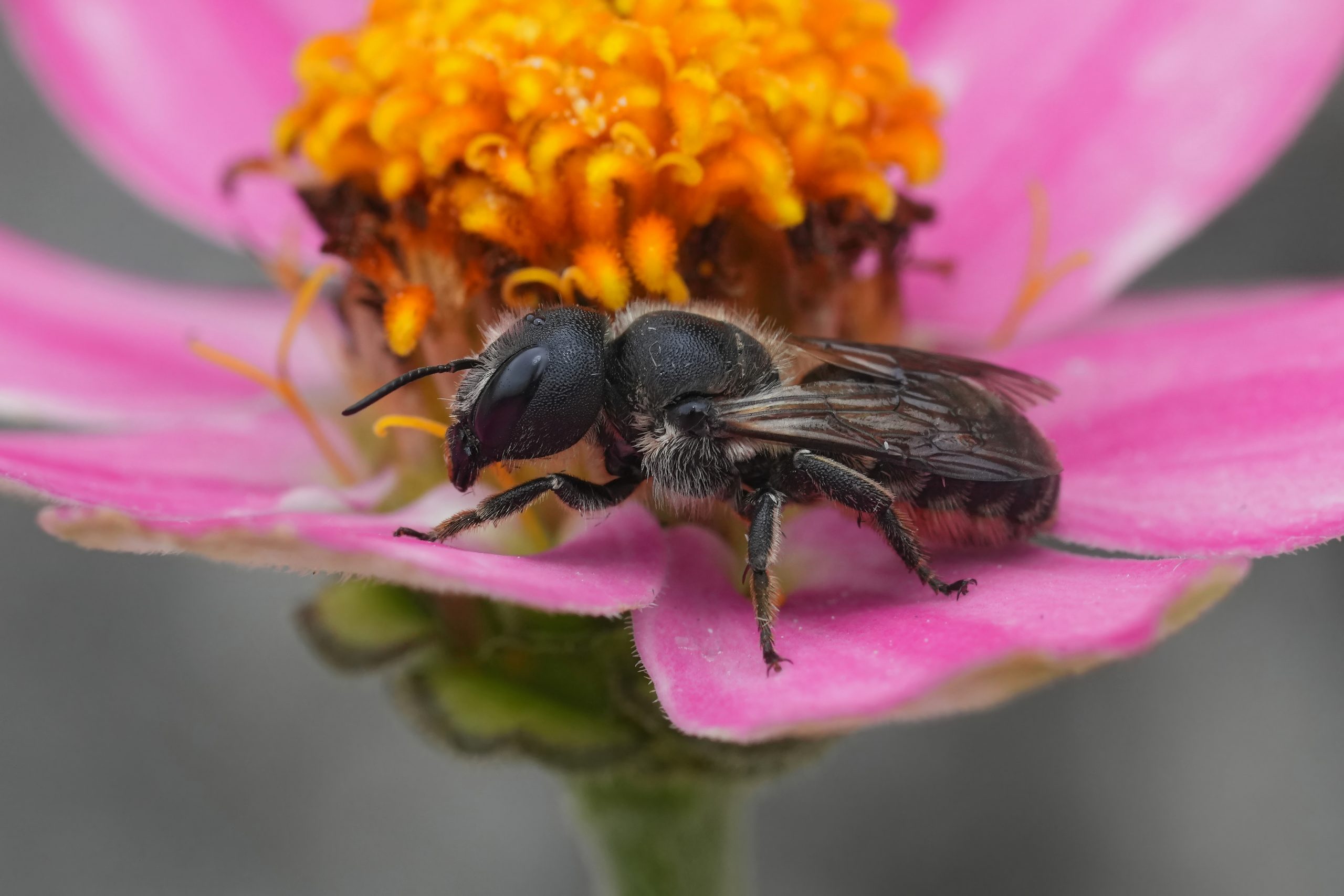 Mason Bee