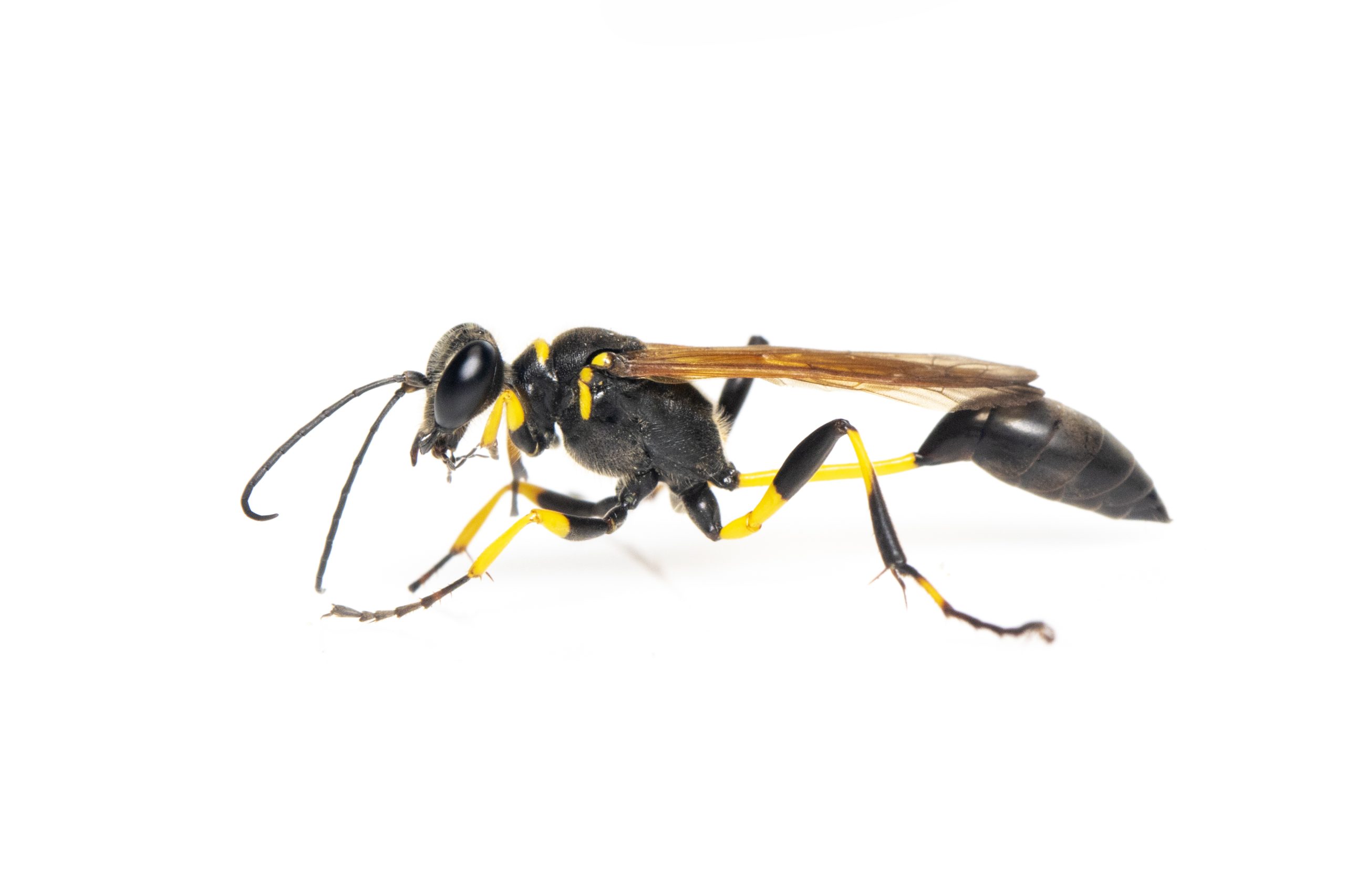 Mud Dauber