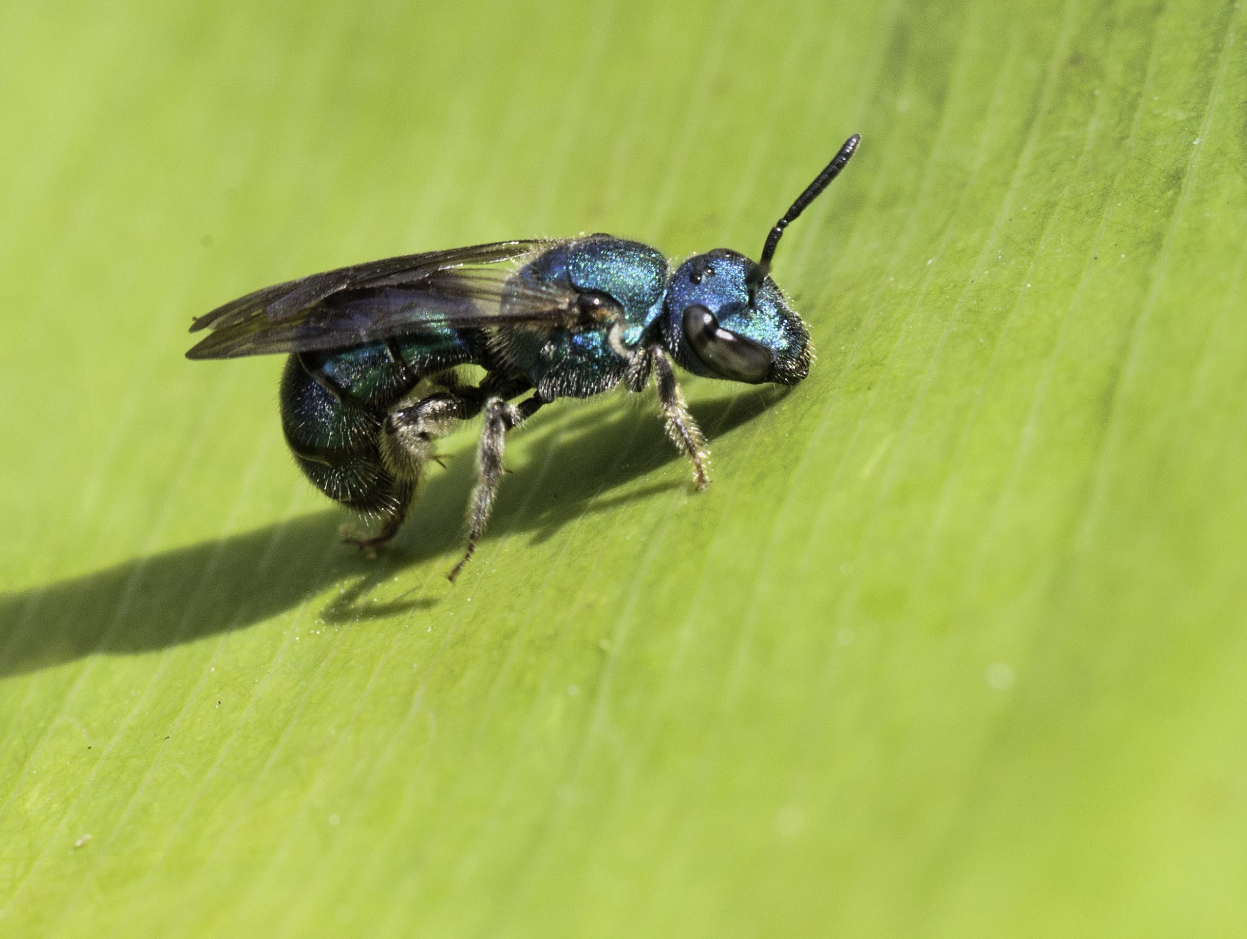 Sweat Bee