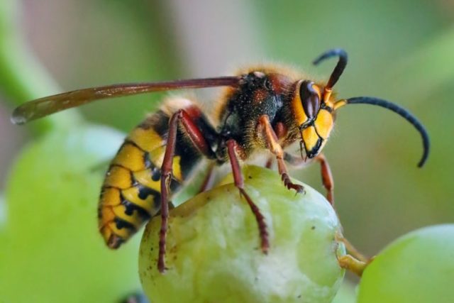 Hornet