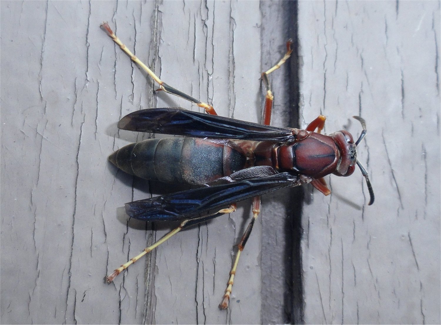 Paper Wasp style=