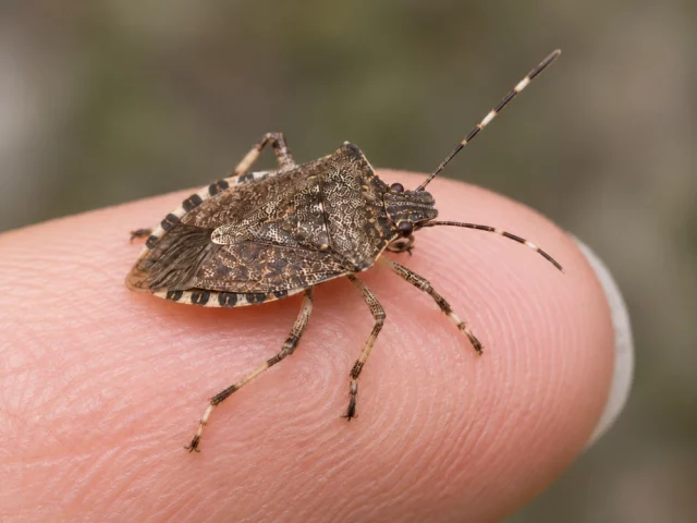 Stink Bug