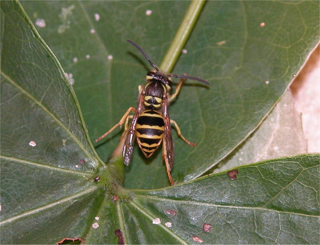 Yellow Jacket